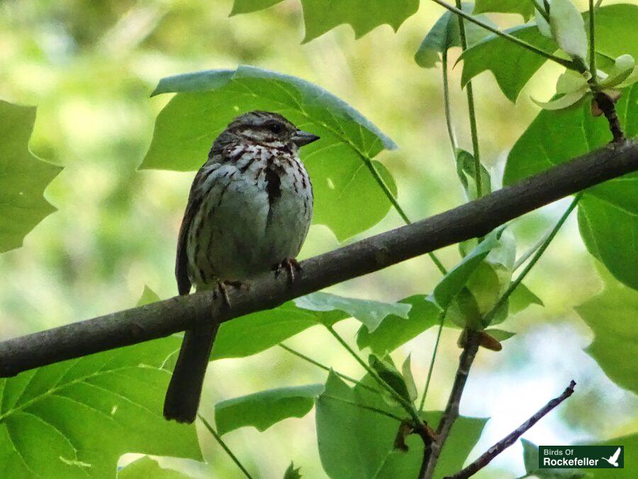 A small brown bird perched on a branch with leaves.