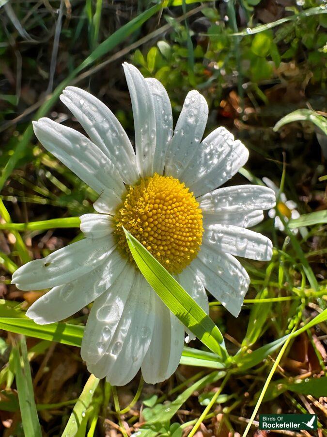 A white daisy with yellow centers in the grass.