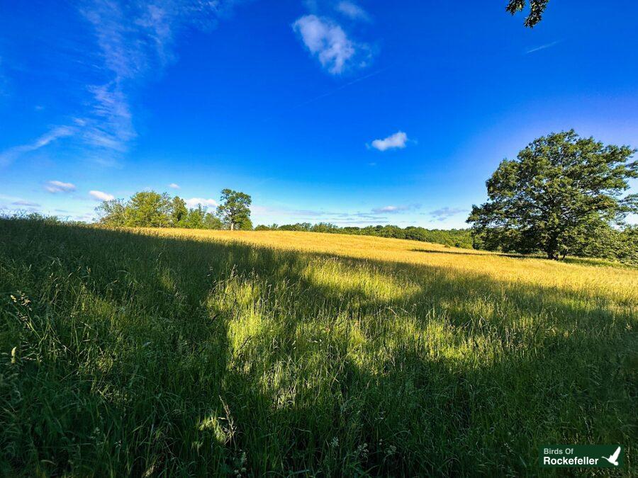 A yellow field with trees and a blue sky.