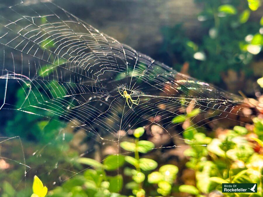 A spider sits on a web in a garden.