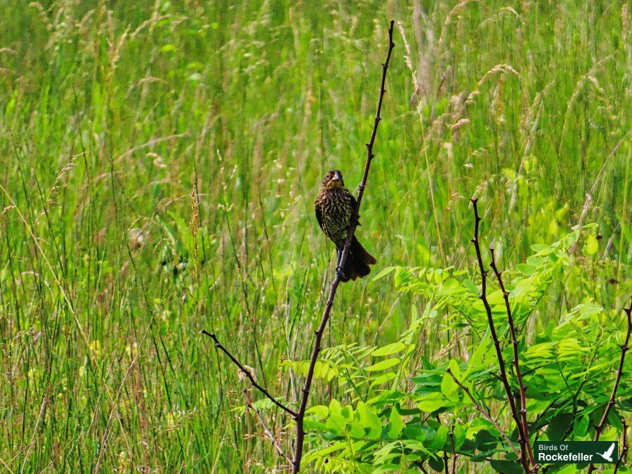 A bird perched on a branch in a grassy field.