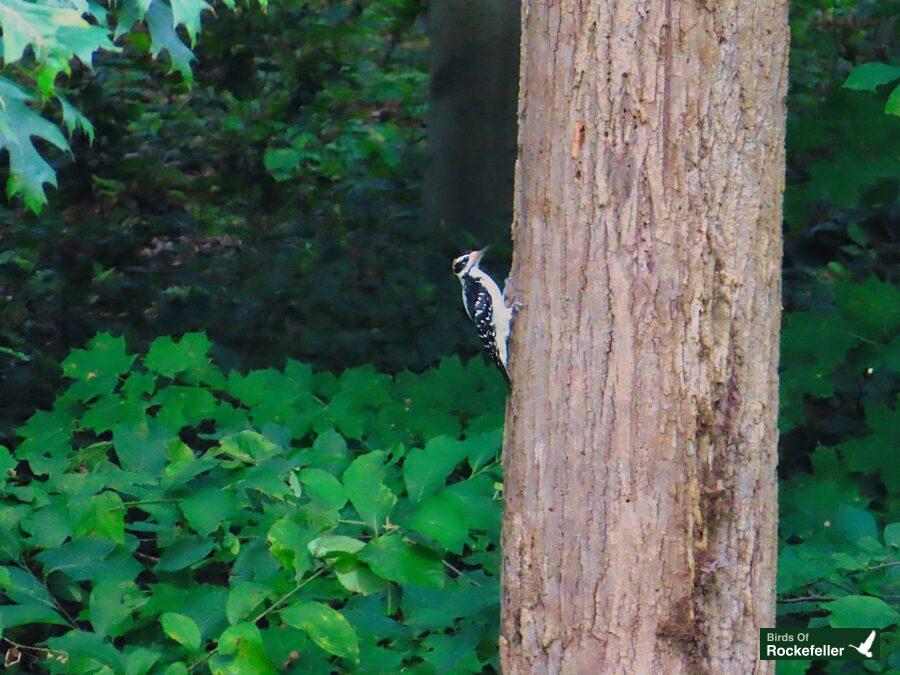 A bird is perched on the trunk of a tree.