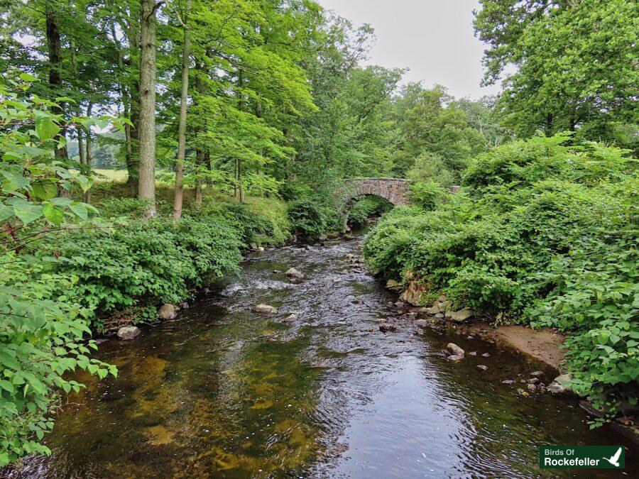 A stream running through a lush green forest.