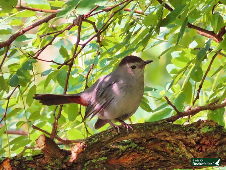 A gray bird perched on a tree branch.