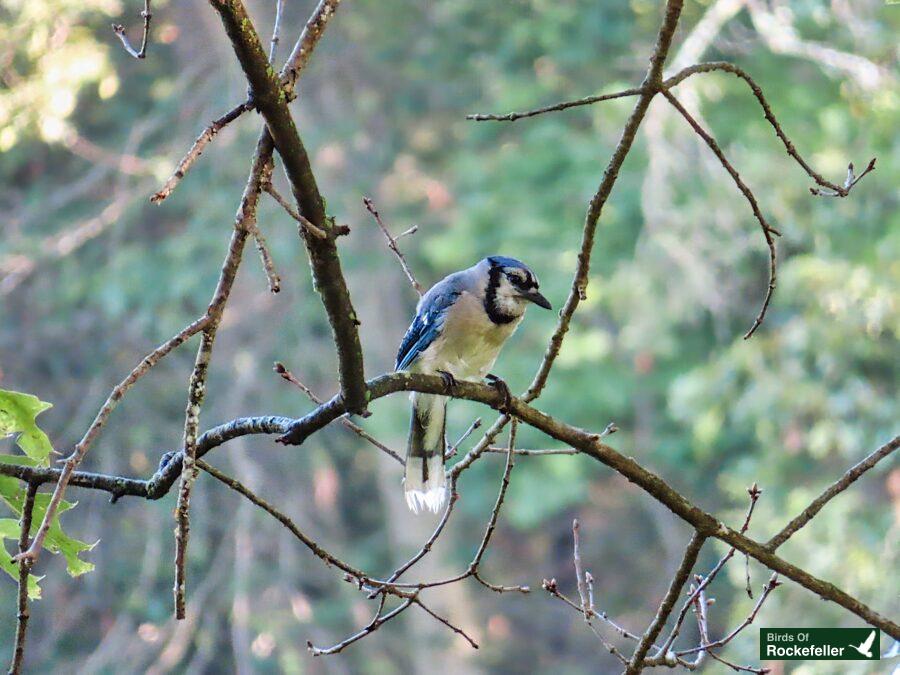 A blue and white bird perched on a branch.