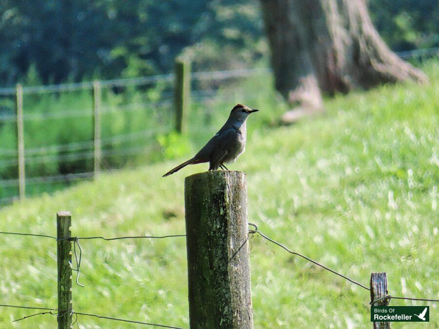 A bird perched on a wooden post in a grassy field.