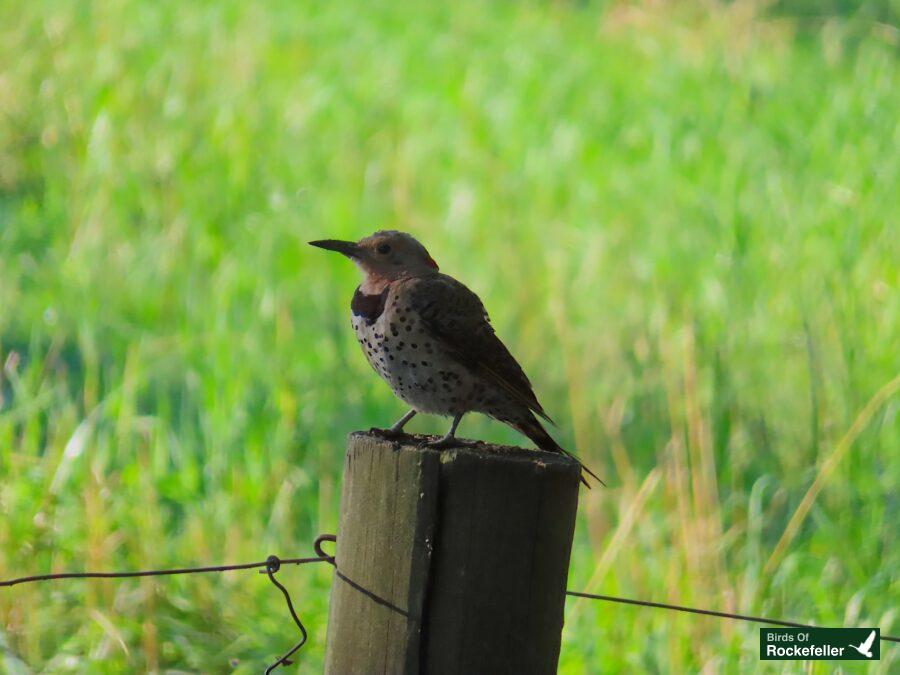 A bird perched on a fence post.