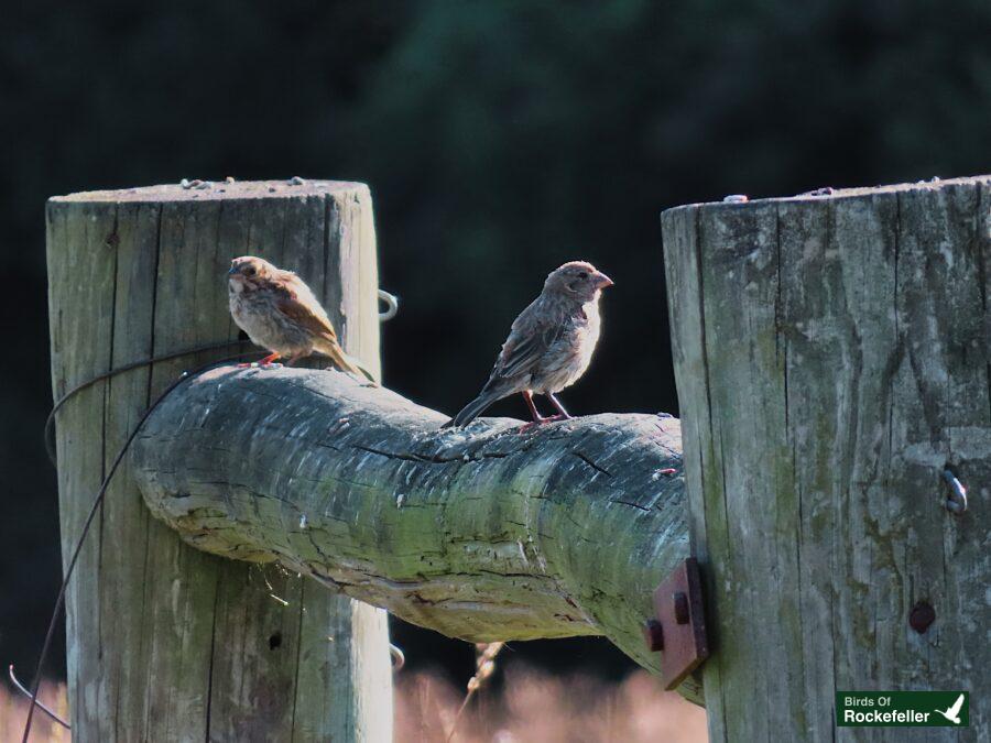 Two birds perched on a wooden post.