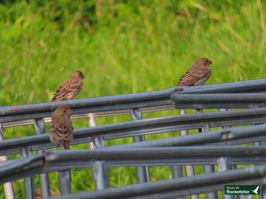 A group of birds perched on a metal railing.