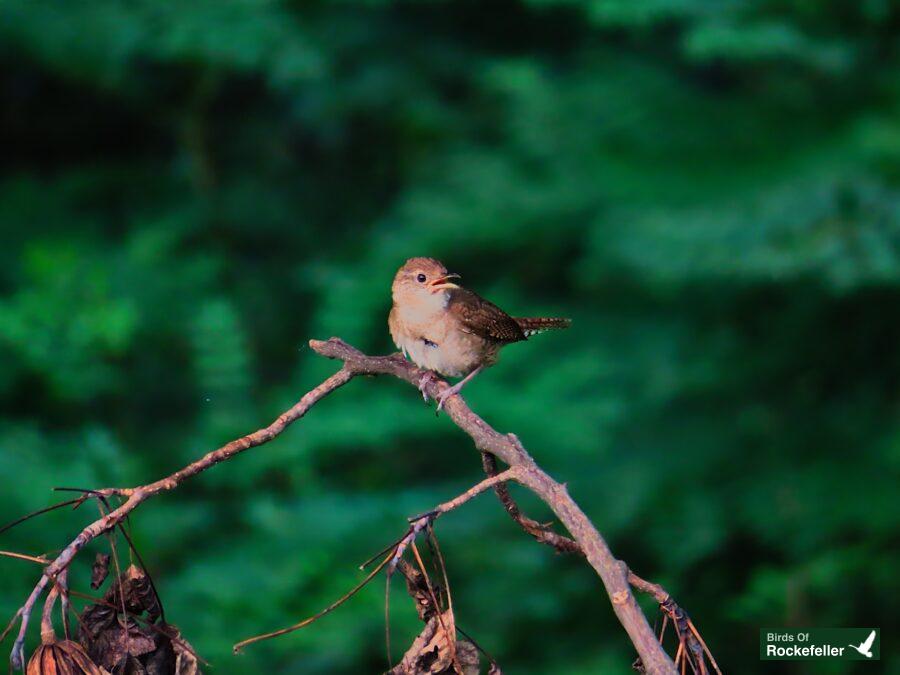 A brown bird perched on a branch in the forest.