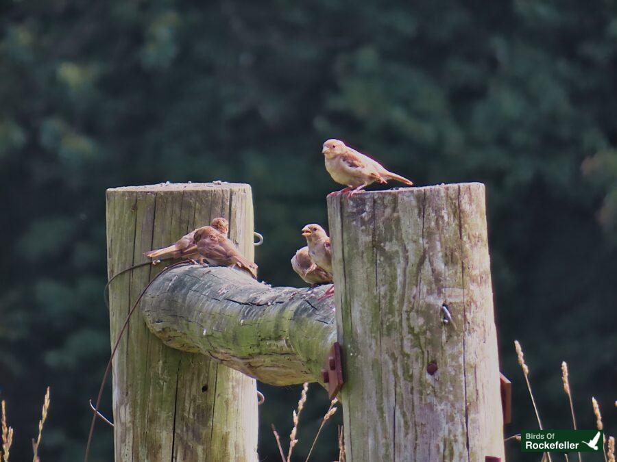 A group of birds perched on a wooden post.