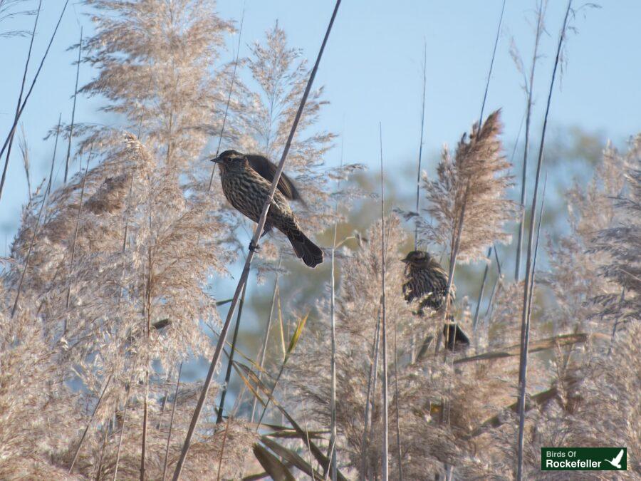 Two birds perched on tall reeds.