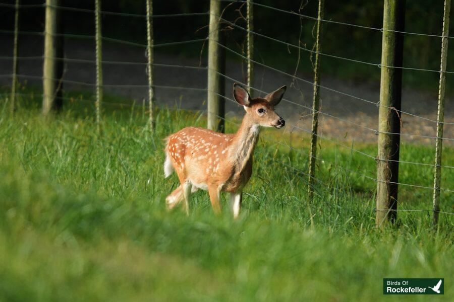 A fawn standing in a grassy field.