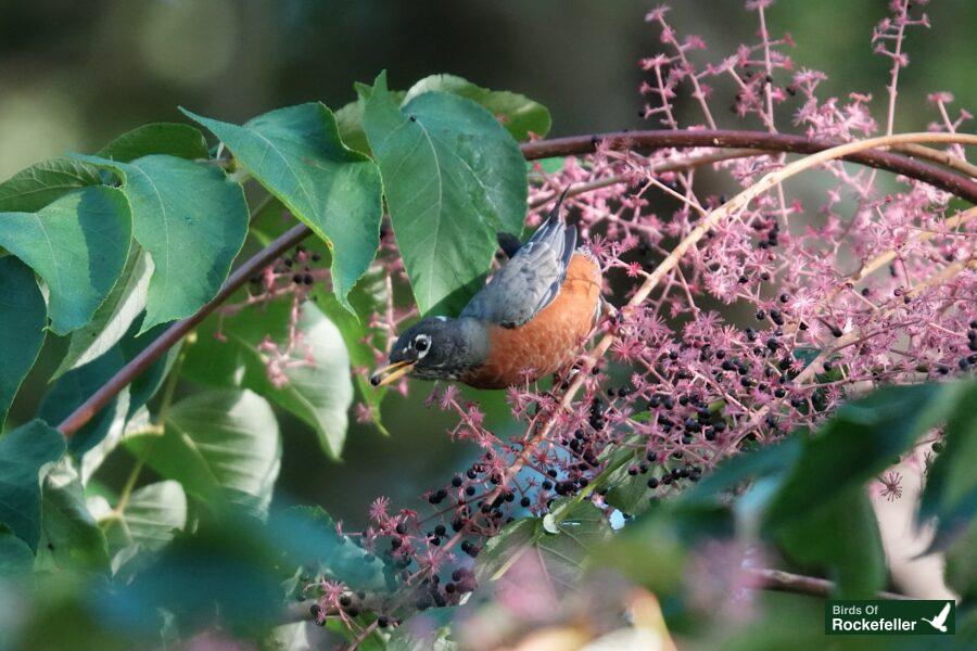 A bird is perched on a branch with berries.