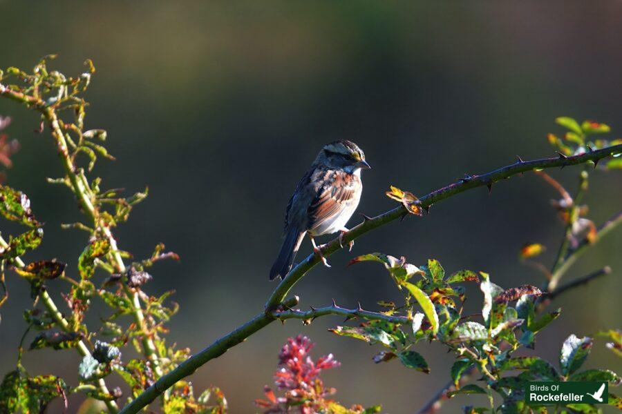 A bird perched on a branch.