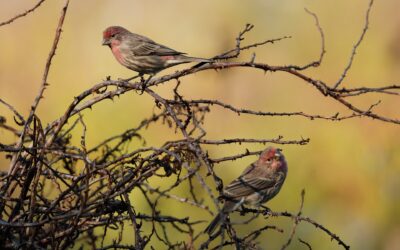 House Finch – Rockefeller State Park Preserve