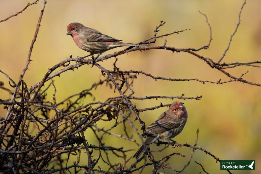 Two birds perched on a branch.