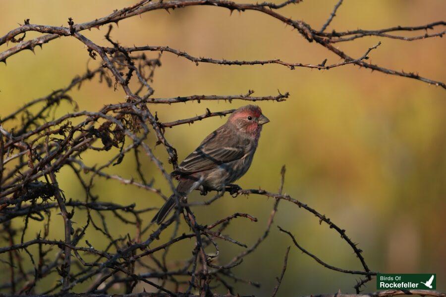 A small bird is sitting on a branch with twigs in the background.