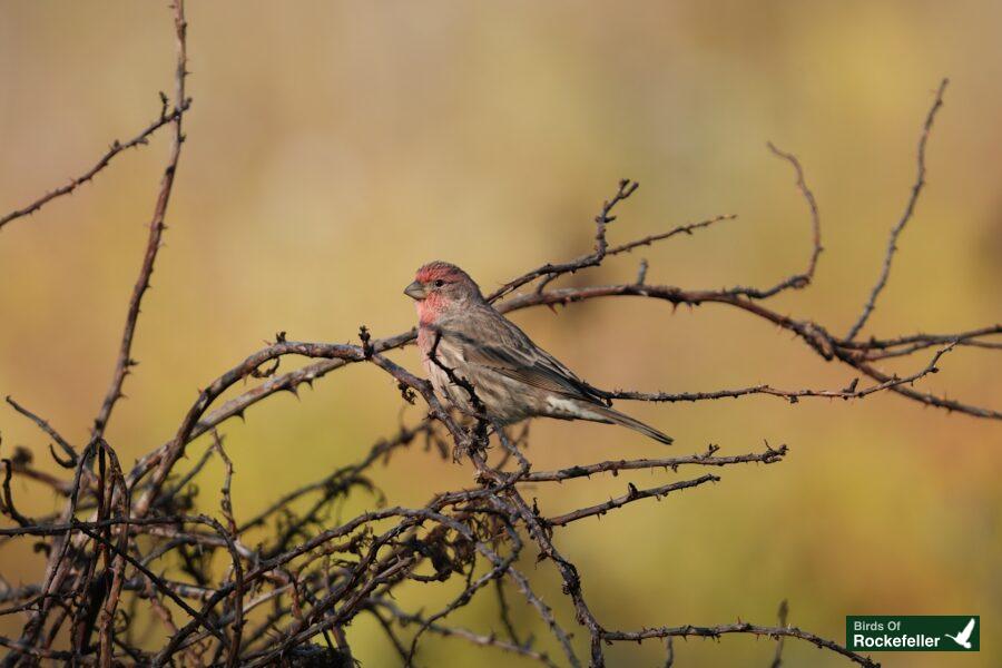 A small red bird perched on a branch.