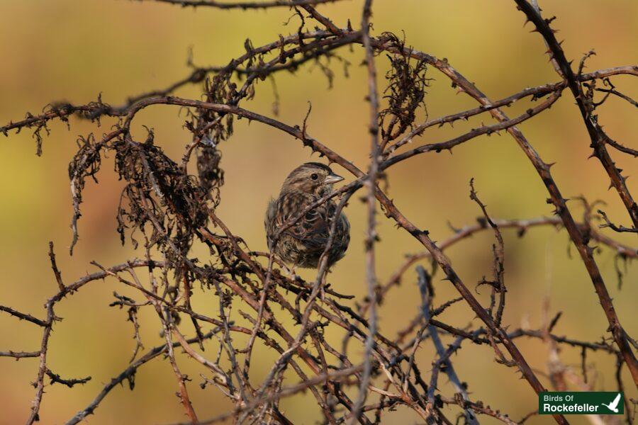 A small bird perched on a branch of twigs.