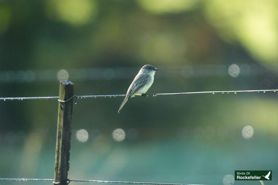 A small bird perched on a wire fence.