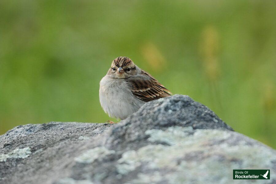 A small bird is sitting on top of a rock.