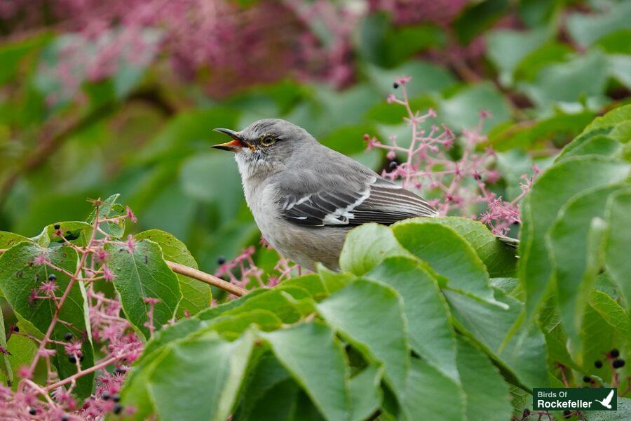 A gray bird is sitting on a branch with pink flowers.