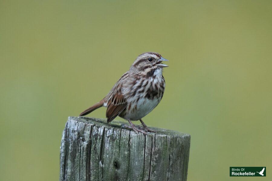 A small brown bird sitting on top of a wooden post.