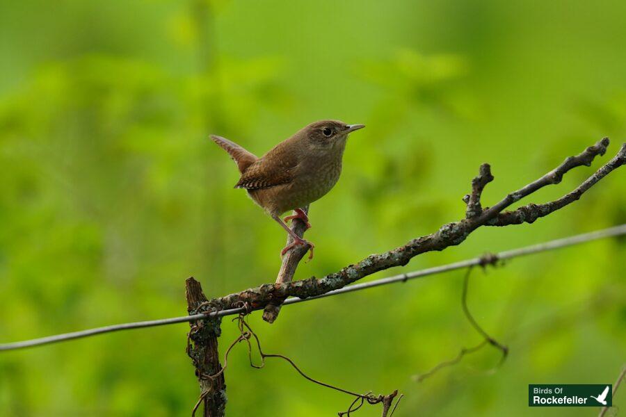 A small brown bird perched on a wire branch.