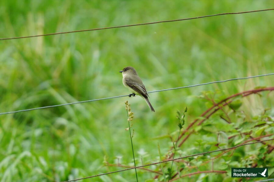 A small bird perched on a wire in a grassy field.