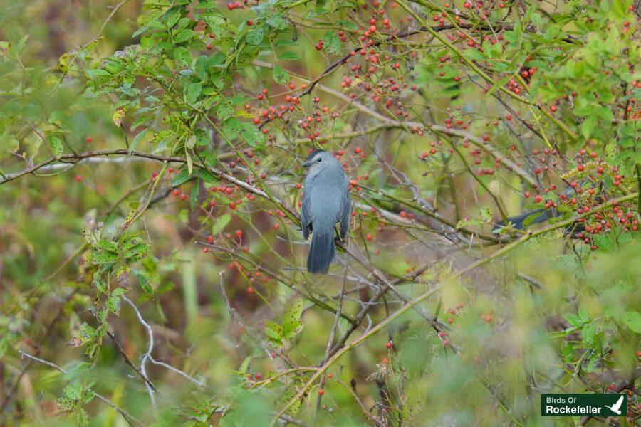 A gray bird perched on a branch with red berries.