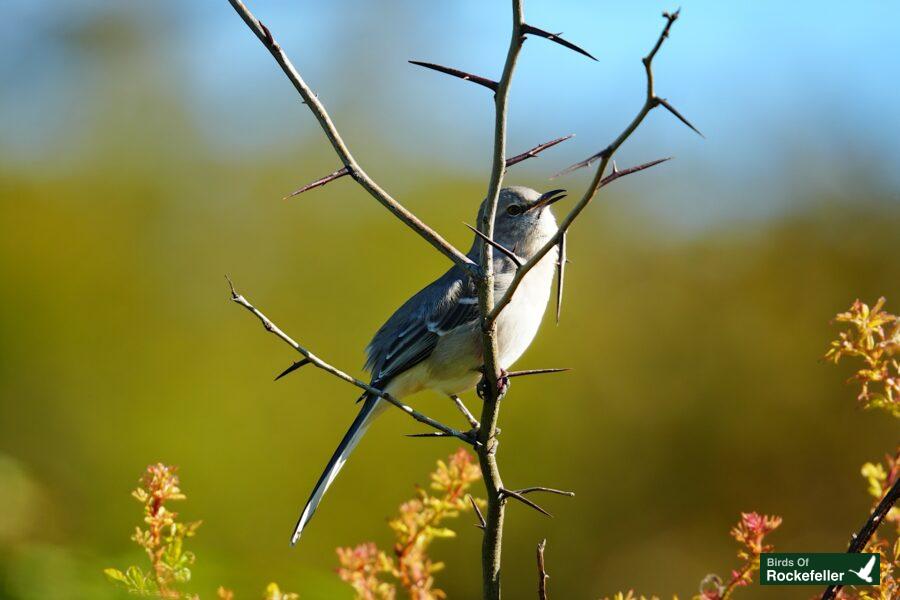 A bird perched on a branch with thorns.