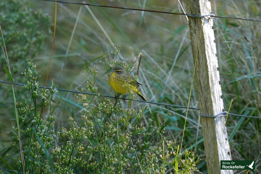 A yellow bird perched on a wire fence.
