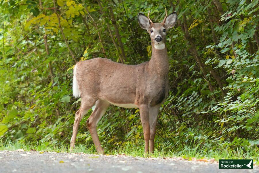 A deer standing on the side of the road.