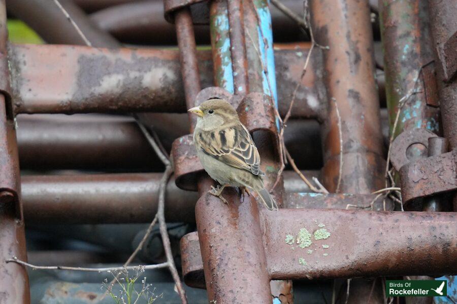 A small bird perched on a rusty piece of metal.