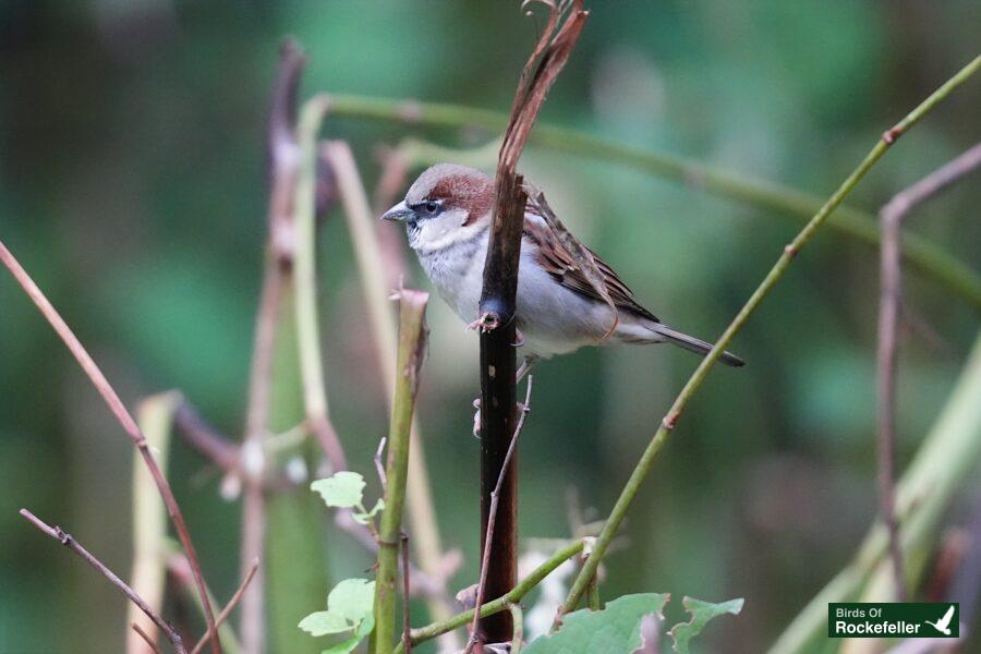 A small brown bird perched on a branch.