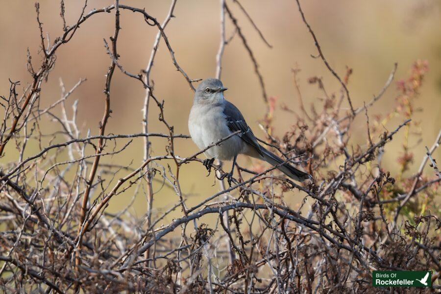 A gray bird perched on a branch in a dry field.