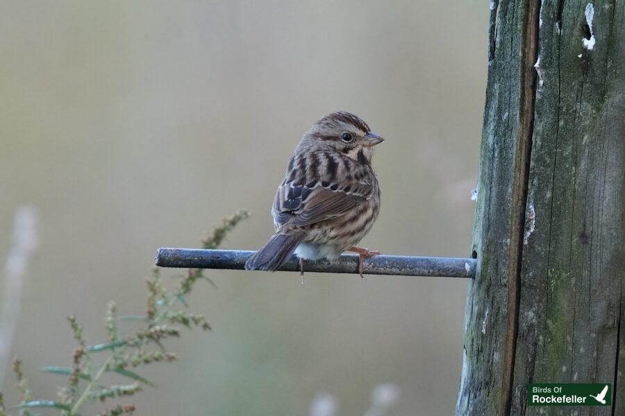 A small bird sitting on top of a pole.