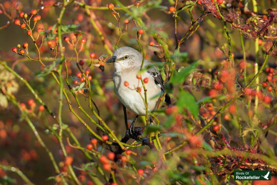 A bird is sitting on top of a bush with red berries.