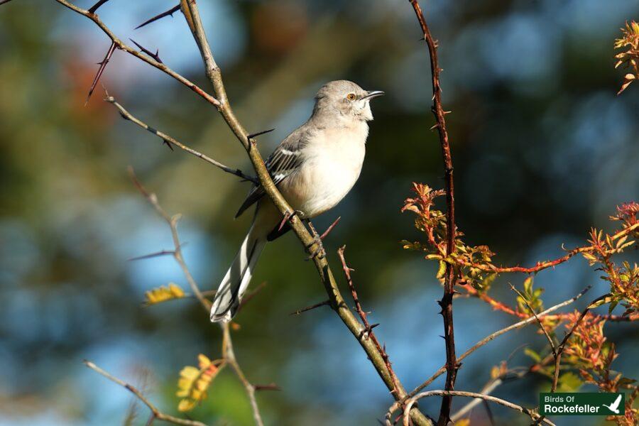 A bird is sitting on top of a tree branch.