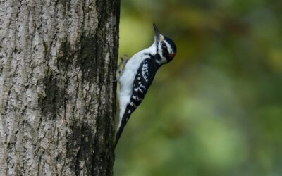 Downy Woodpecker – Rockefeller State Park Preserve