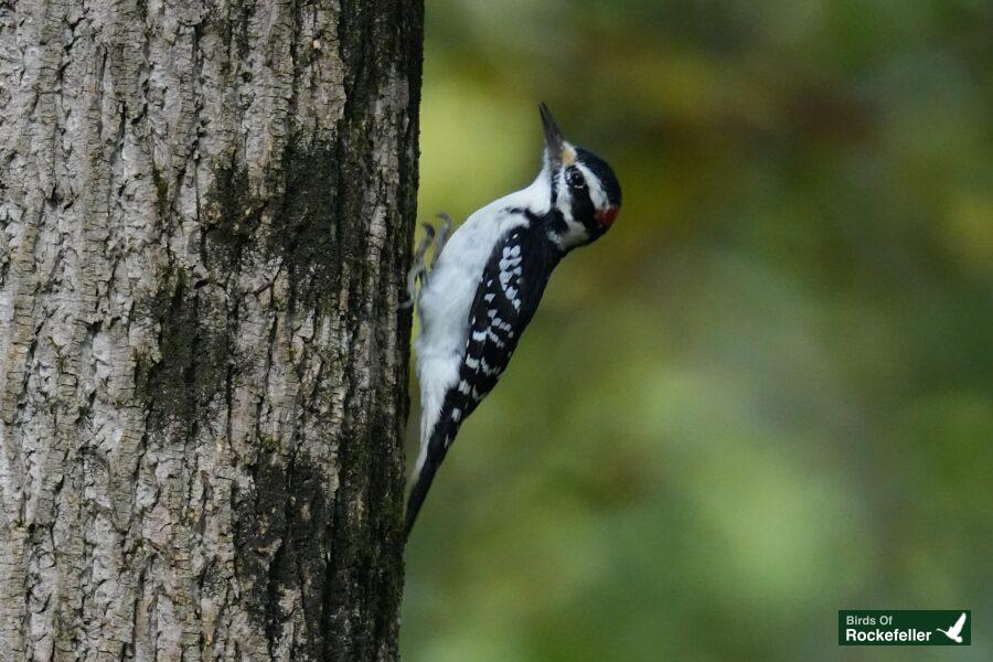 A woodpecker perched on the side of a tree.