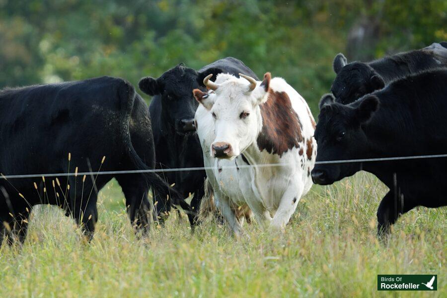 A herd of black and white cows walking in a field.