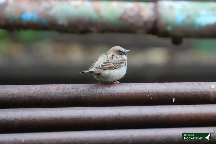 A sparrow sitting on top of a metal pipe.