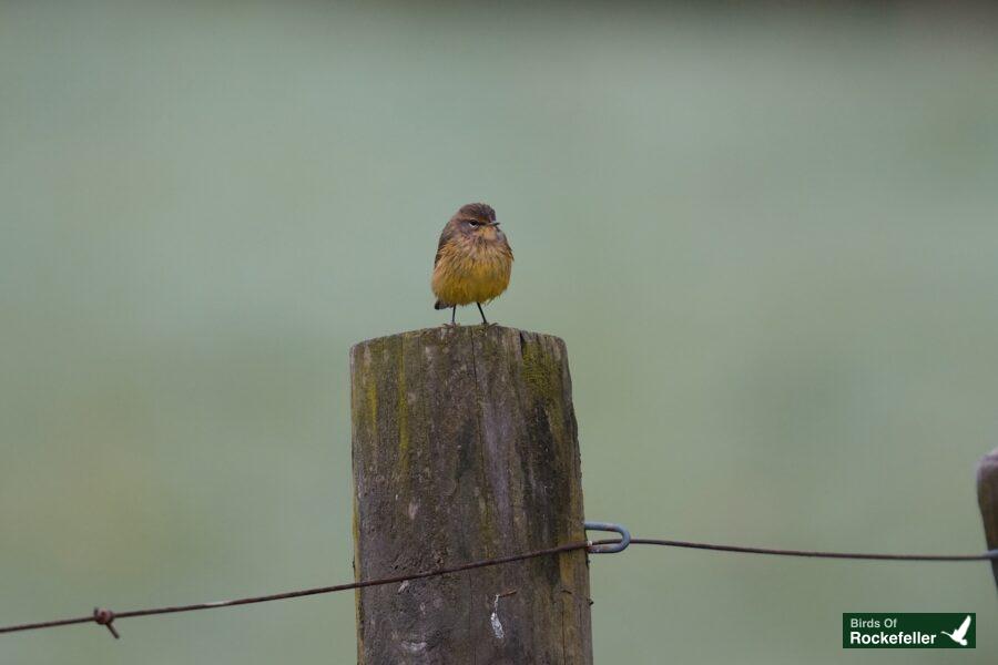 A bird sits on top of a fence post.