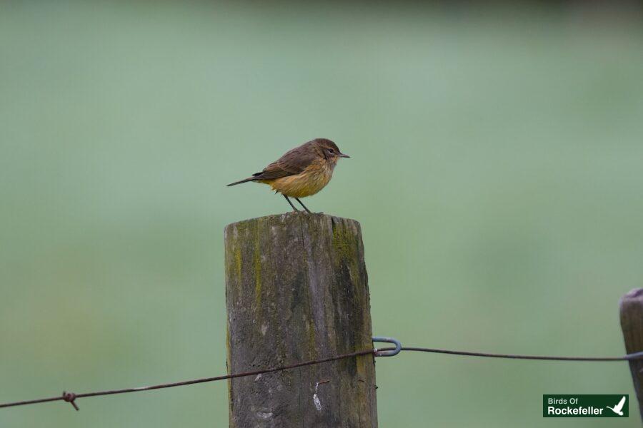 A small bird perched on a fence post.