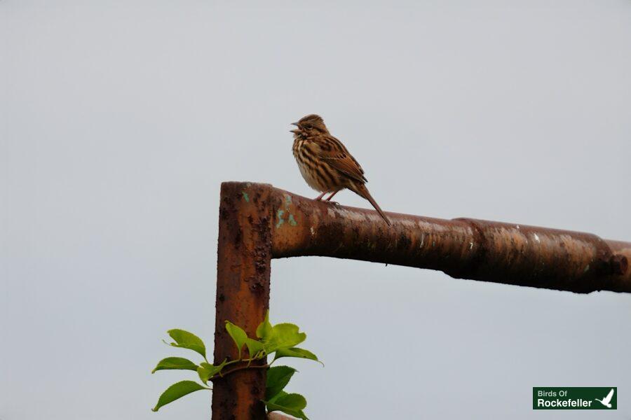 A bird perched on a rusty metal post.