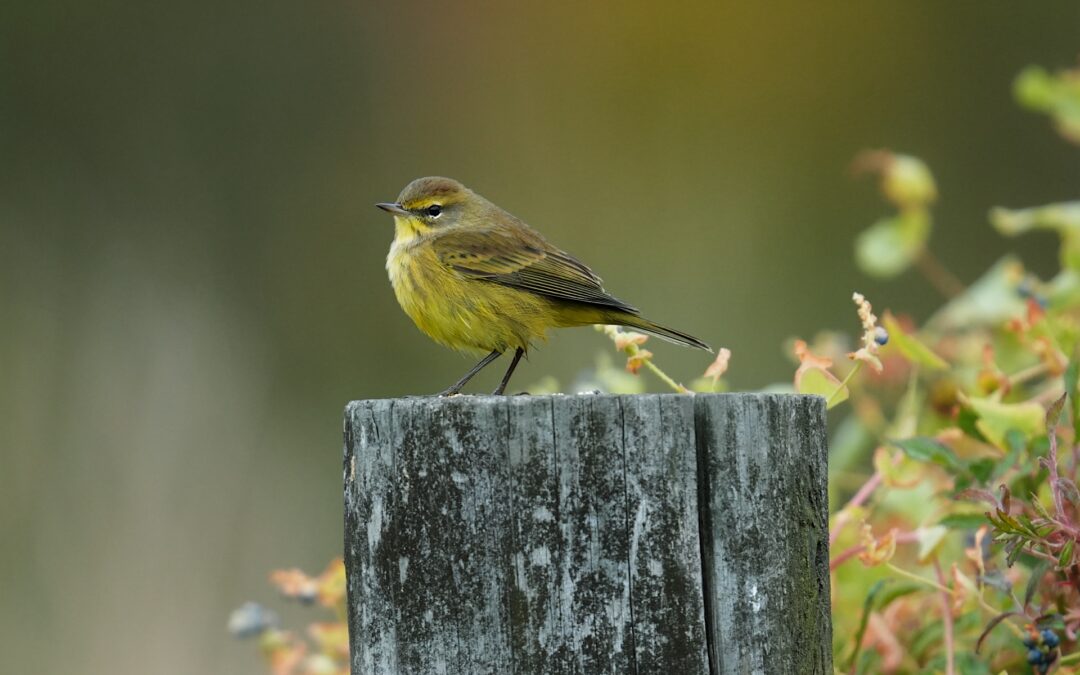 Palm Warbler – Rockefeller State Park Preserve