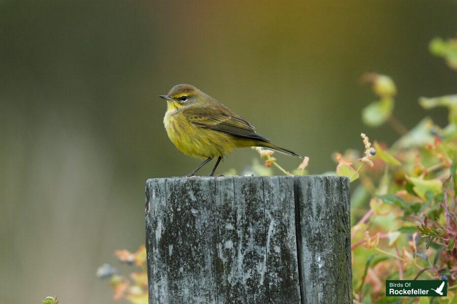 A yellow bird sits on top of a wooden post.