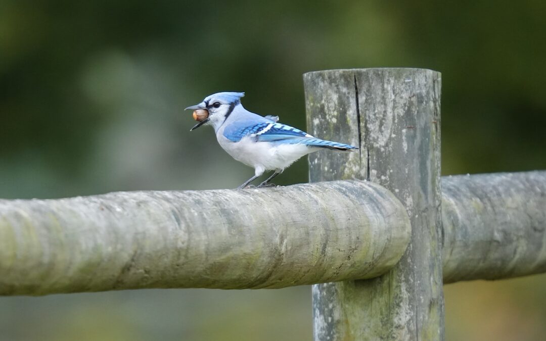 Blue Jay – Rockefeller State Park Preserve